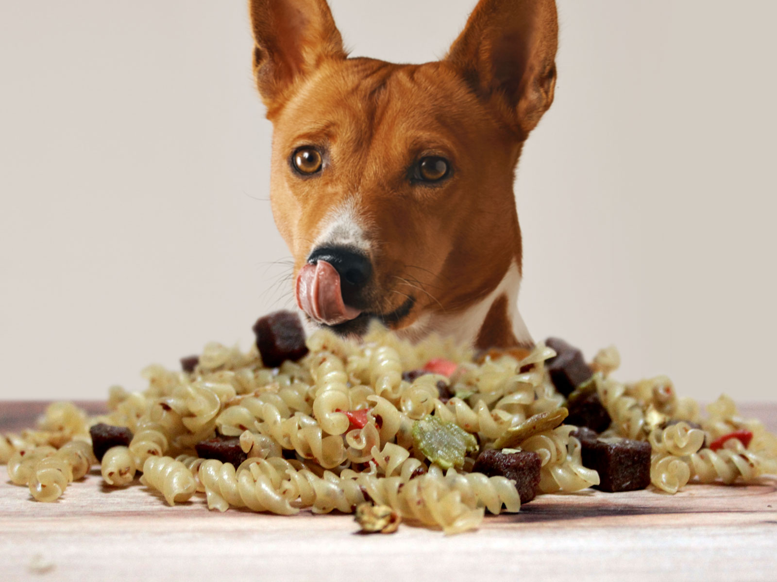 Galatea cibo disisratato cane