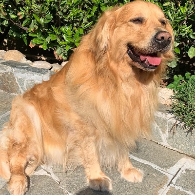 Galatea recensione Romeo